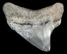 Serrated Chubutensis Tooth - Megalodon Ancestor #46146-1